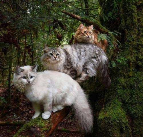 رضا کرمی تارا زکریا ریمیکس