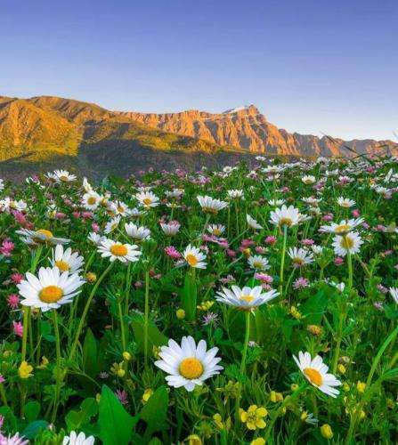 سایا بیمار