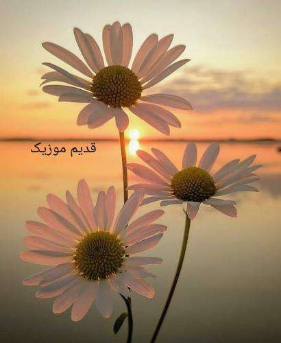 جیمین vibe