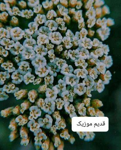 میلاد سایمون رفتی با کی بد سلیقه