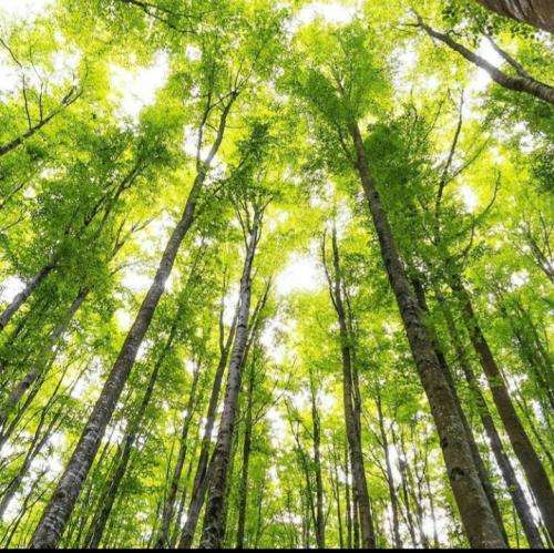 مهیاد منو تهران