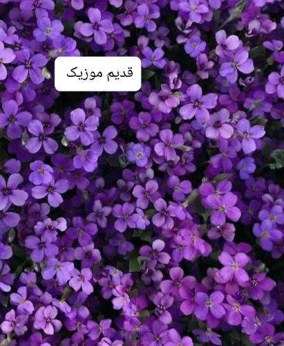 امیر تتلو الله ریمیکس