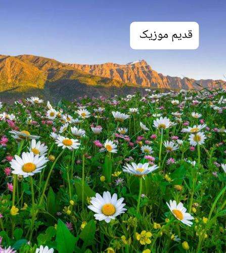 سمیجنک و رینمن ترکی یانا یانا