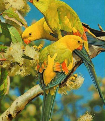 پویان جی سی میره