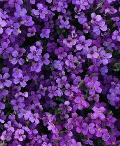 امیر تتلو خانومم رفت آقام رفت همه رفتن