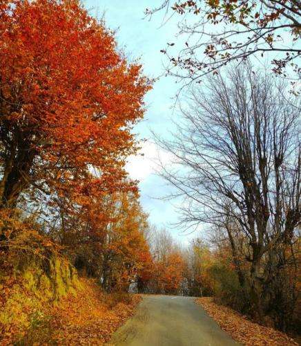 رامین مهری رگ خواب