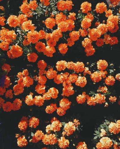 ایسین اونی که میخوای