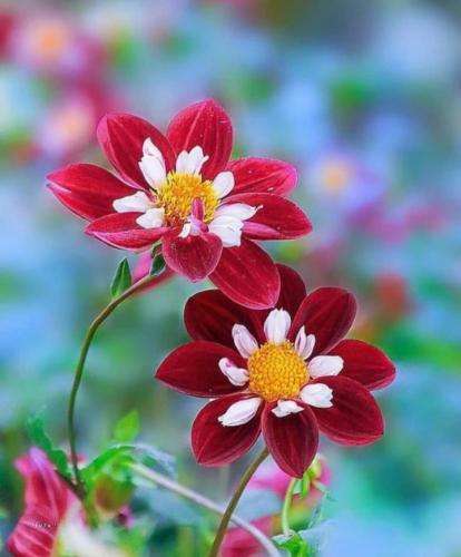 مهدی احمدوند مرام تو عشق رفیق چشمامو گریه کرد کبود