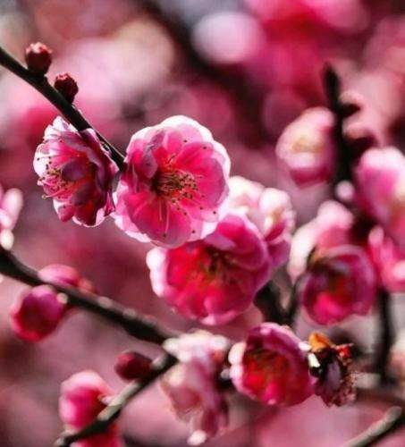 سامی لو دیگه نمیدم به هیچکسی شانسو