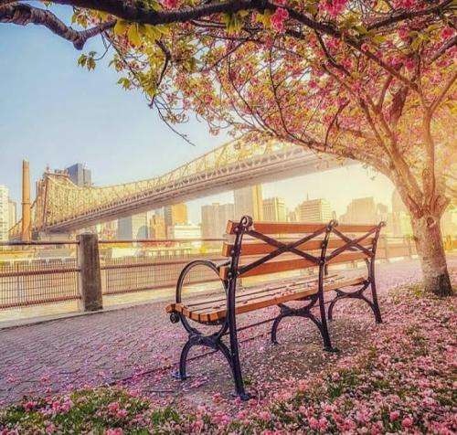 شادمهر عقیلی تماشا