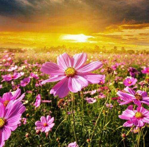 امین تیجی که چی