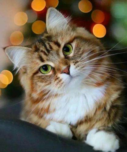 پوتک خبر نداشت دوتا قاره دور میشیم ما تش