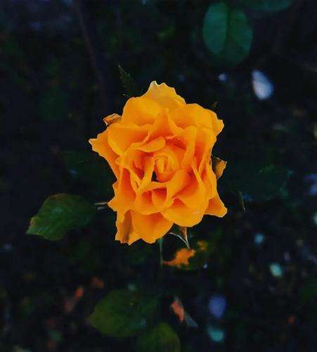 محمد بابادی تنگه دلوم سی تو یار تهله دلوم بی تو یار