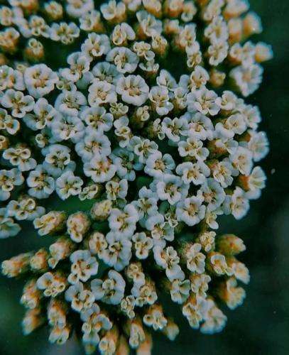 فدایی باز دوباره زیر خنجره تیغه سیدعلی بد ترسیده لشکر کشیده