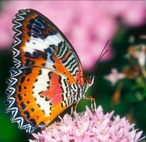 شایع دلم گیر اینجاست نگو که ندارم پای رفت