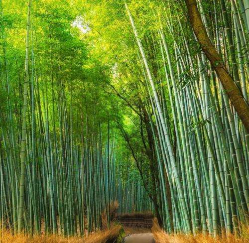 شایع جا بچه ها خالیه صداشون میکنن شوالیه