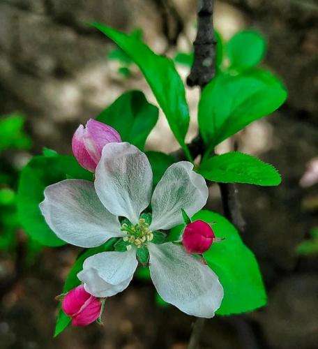حمید صفت را بده با این گل ریزون پسرم آزاد شه از زندون