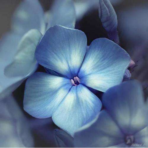 021 کید دو ستارم انگار اس‌اس آسیام