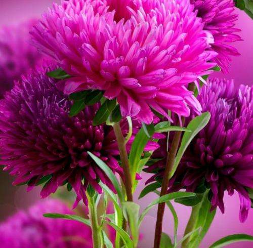 کوروش پوتی واتسپو سوراخ کرد بیا تو آلبوم