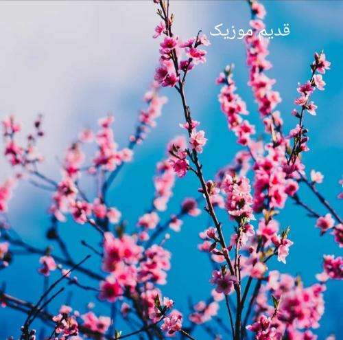 ویناک دور من اصلا فیک نی آخه با ما کل کنی بشی فیدی