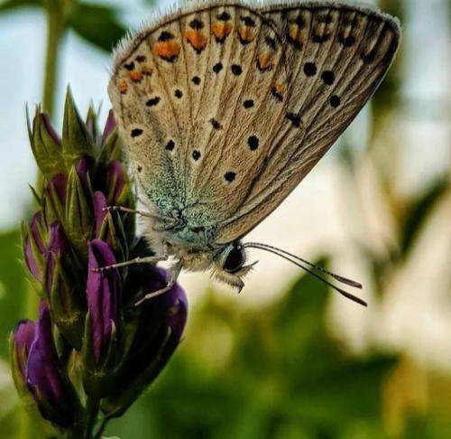 پارسا سیمپسون گودبای