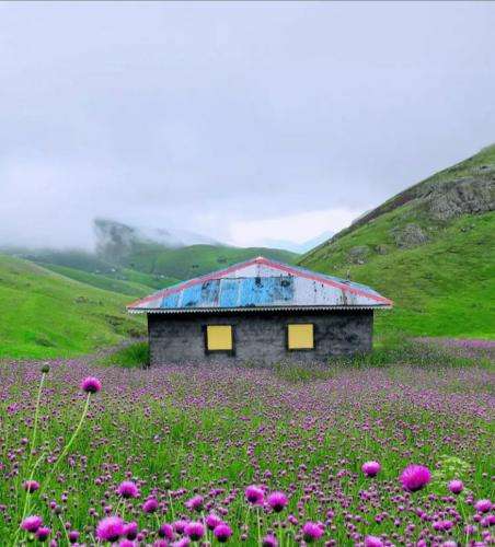 کوروش کوری پیشرو نیس ولی خب رفیقشه اسفالت