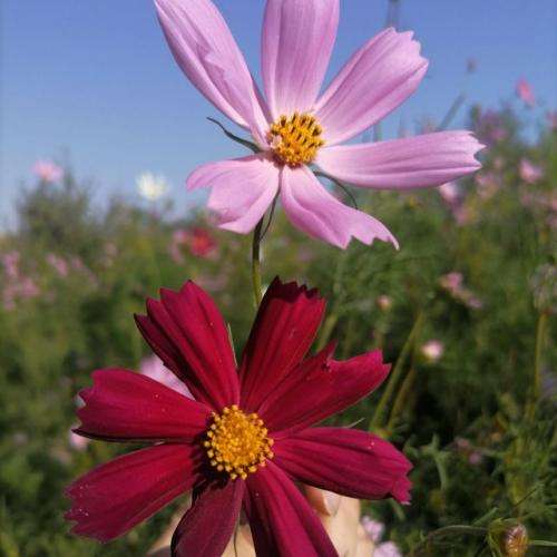 بهرام یه چیزی مرد