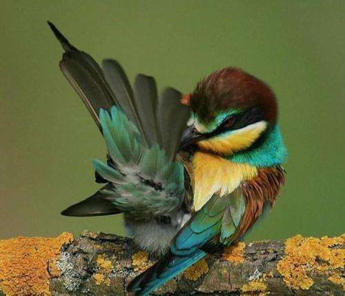 آرش خوشنواز رگ زیاد دارمه ولی تو شاهرگ منی اتا خون جه نمی اما تو براره منی