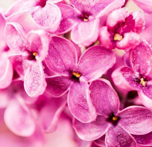 پوری هفت خط