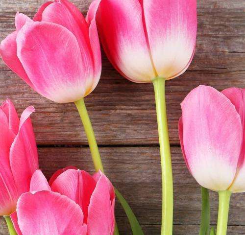 شاهین نجفی ای اوج بی صعود ای قاتل سکوت ای خالق کلام