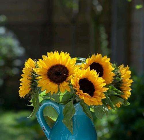 شاهین نجفی ای خسته از جنون آوار خشم و خون تاروز انتقام گریه نکن وطن