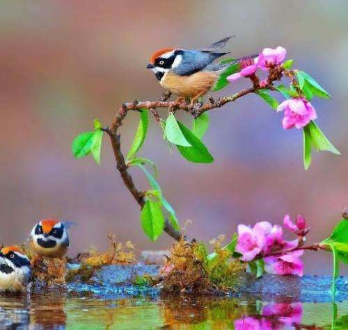 علی حمیدی دنیا دار مکافات خسته اس آقای قاضی اگر که ساده باشی