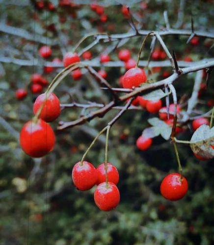 پوبون هنو خنده هات رو لبته چون تریتت میکنم مثل یه مرد