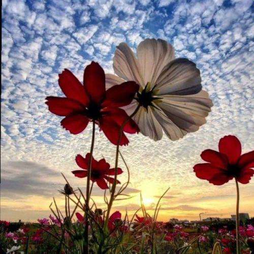 شاهین نجفی ای دادخواه مرگ سبز بدون برگ ای لایق قیام