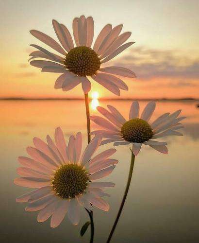 امیر تتلو بعد بندازن لاشه بی جونتو در خونت بشینن پشت سرت