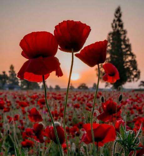 پوبون افتادی تو تله تله اون که توشی عشق نی رابطه نی هچله