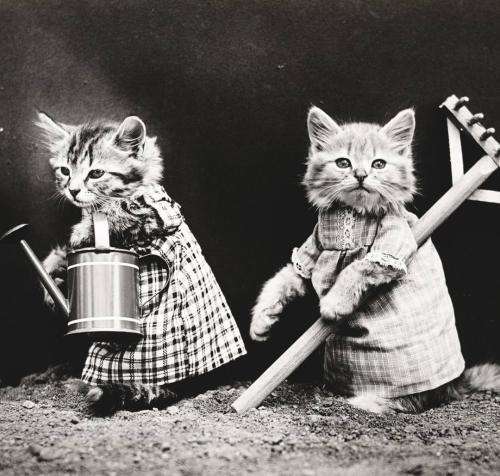 تاک داون چوقیدم یه گل ناب کرم شل میام مثل باب کرم