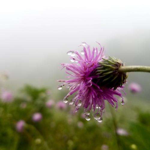 مهیار بیشتر از همیشه تو یادتم معتادتم نمیری از جلو چشم