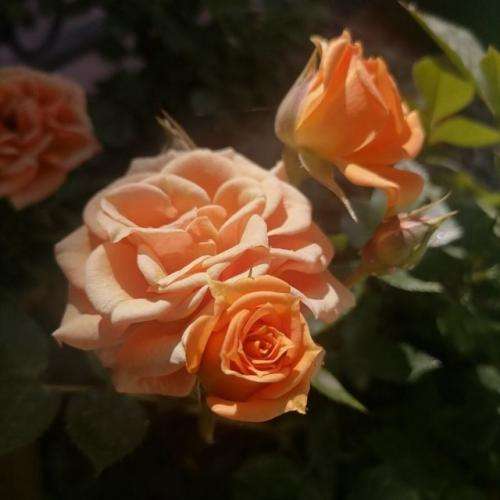 رضا پیشرو دست مارو تا ول کرد نقشه هاشو کامل کرد