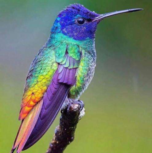 لنا و تاک داون از بچگی من میدادم شکنجه اینارو زاخارا خیارن بیار سکنجه بینارو