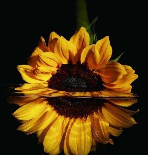 پوتک دینامیک