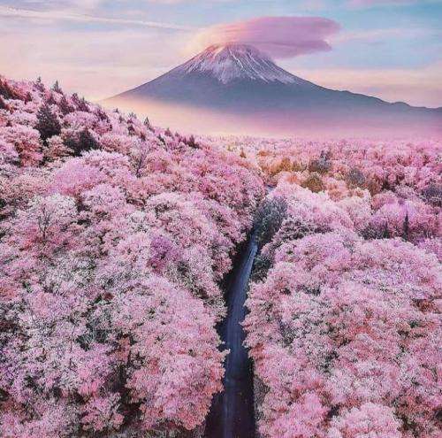 سمی لو شده زیادی