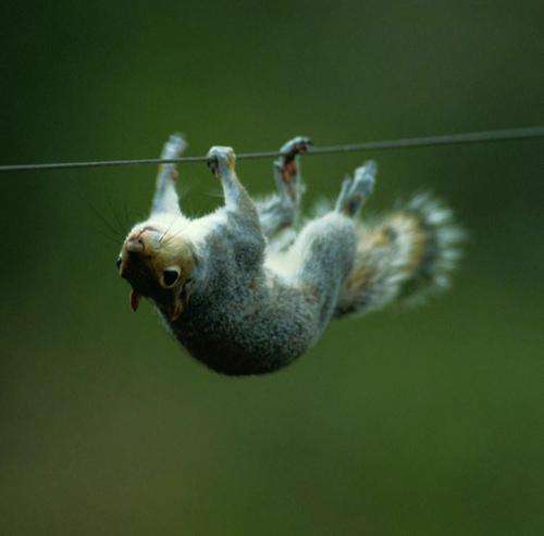 هیچکس تو کجا بودی وقتی رپکن به بازار عرضه میکردم حالا همه گنده شدن