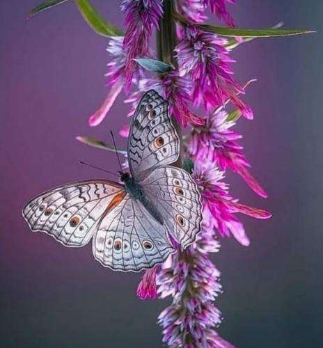 شایان یو نگو جایی نداره واسه موندن دلم نگو نمیتونم من مثل تو