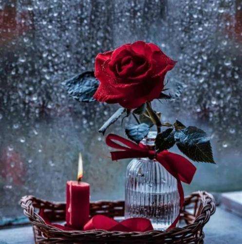 امیر تتلو منو بکش تو این قفس و قفلم کن منم دیوونه ی زنجیری تو