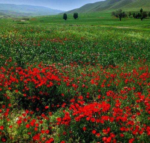 آرمین زارعی من که قلبم واسه تو میزنه هر دم این روزا پر دردم