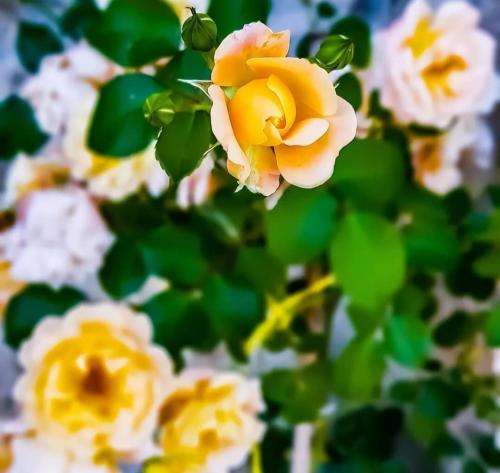 ایسام همیشه بامه دوتا لاتینا و مونالیزا چشامون بستس