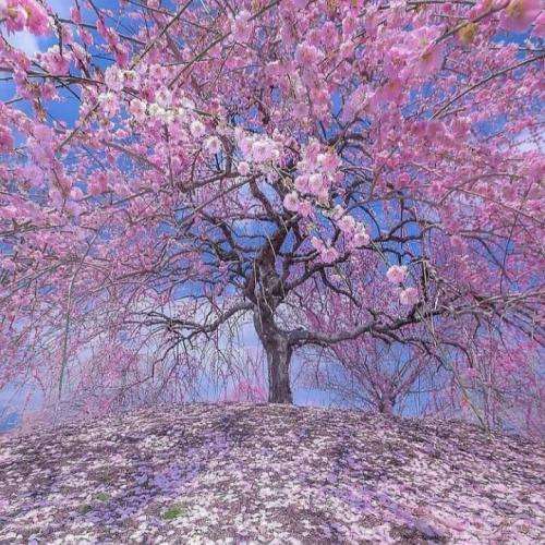 د دان گهگاهی منم باختم این شبارو منم داشتم