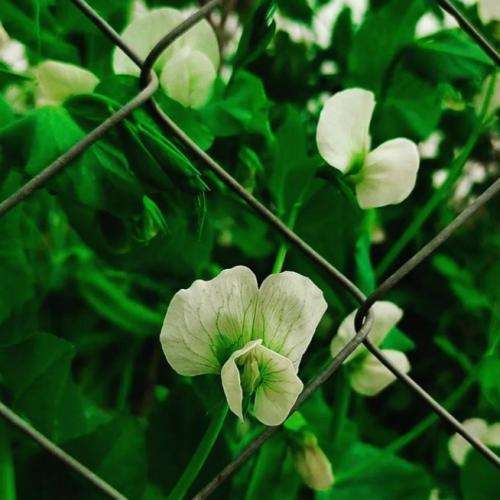 اکتاو آدم بزرگا