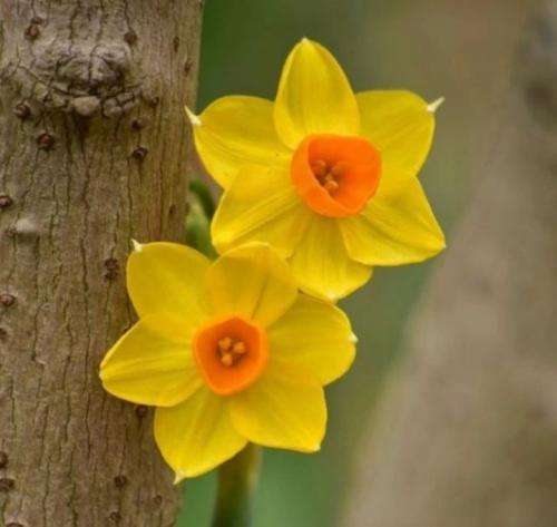 حصین کادو از دانیال با صدای حصین هوش مصنوعی